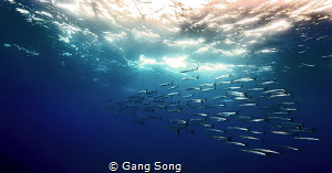 Barracuda Parade by Gang Song 